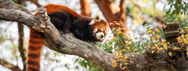 Japonya 'da bir hayvanat bahçesinde ağaç dalı, ahşap ev ve çimlerle yaşayan sevimli kırmızı panda..