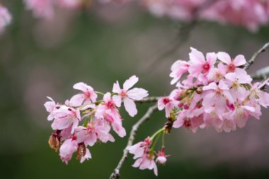 Beautiful Fuji Mame Sakura Cherry Blossom blooming in Taiwan in springtime.