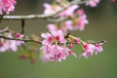 Beautiful Fuji Mame Sakura Cherry Blossom blooming in Taiwan in springtime.