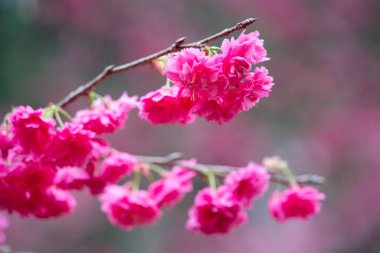 Beautiful Yae Sakura Cherry Blossom blooming in Taiwan in springtime.