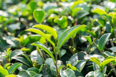 Güzel yeşil çay ekinleri bahçe sıraları sahnesini kapatın. Taze doğal çay ürünleri için tasarım konsepti..
