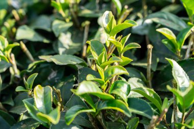 Güzel yeşil çay ekinleri bahçe sıraları sahnesini kapatın. Taze doğal çay ürünleri için tasarım konsepti..