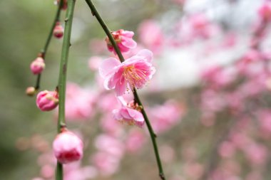 Güzel pembe erik çiçeği baharda mavi gökyüzü arka planında çiçek açar..