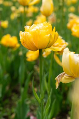 Bahçedeki güzel renkli lale çiçekleri, baharın doğal bitkisi..
