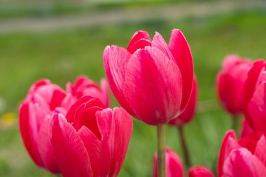 Bahçedeki güzel renkli lale çiçekleri, baharın doğal bitkisi..