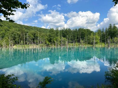 Güzel manzara Mavi Gölet, Japonca aoi-ike, yazın Shirogane, Biei, Hokkaido, Japonya çam ağacı yansıması.