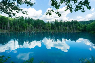Güzel manzara Mavi Gölet, Japonca aoi-ike, yazın Shirogane, Biei, Hokkaido, Japonya çam ağacı yansıması.