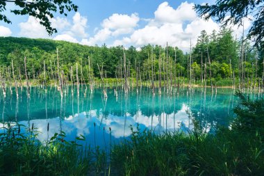 Güzel manzara Mavi Gölet, Japonca aoi-ike, yazın Shirogane, Biei, Hokkaido, Japonya çam ağacı yansıması.