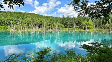 Beautiful scenery Blue Pond, aoi-ike in Japanese, in summer Shirogane, Biei, Hokkaido, Japan with pine tree reflection. clipart