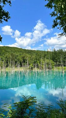 Beautiful scenery Blue Pond, aoi-ike in Japanese, in summer Shirogane, Biei, Hokkaido, Japan with pine tree reflection. clipart