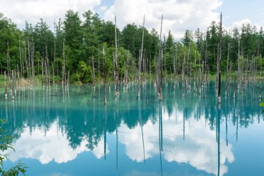 Güzel manzara Mavi Gölet, Japonca aoi-ike, yazın Shirogane, Biei, Hokkaido, Japonya çam ağacı yansıması.