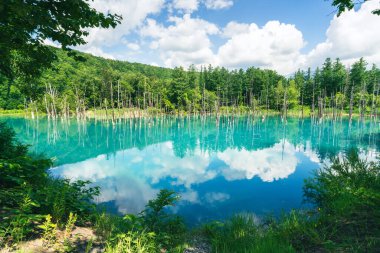 Güzel manzara Mavi Gölet, Japonca aoi-ike, yazın Shirogane, Biei, Hokkaido, Japonya çam ağacı yansıması.