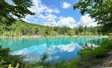 Güzel manzara Mavi Gölet, Japonca aoi-ike, yazın Shirogane, Biei, Hokkaido, Japonya çam ağacı yansıması.