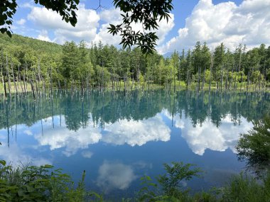 Güzel manzara Mavi Gölet, Japonca aoi-ike, yazın Shirogane, Biei, Hokkaido, Japonya çam ağacı yansıması.