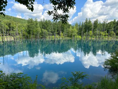 Beautiful scenery Blue Pond, aoi-ike in Japanese, in summer Shirogane, Biei, Hokkaido, Japan with pine tree reflection. clipart