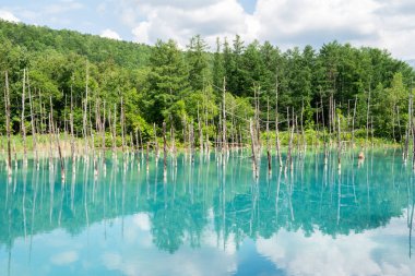 Güzel manzara Mavi Gölet, Japonca aoi-ike, yazın Shirogane, Biei, Hokkaido, Japonya çam ağacı yansıması.
