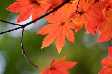 Japonya 'da sonbahar güneşli bir günde ağaçta güzel akçaağaç yaprakları..