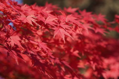 Japonya 'da sonbahar güneşli bir günde ağaçta güzel akçaağaç yaprakları..
