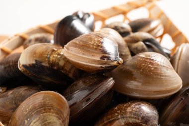 Çiğ ve taze midye kabuklu deniz ürünleri beyaz masa arkasında bir süzgeçte.