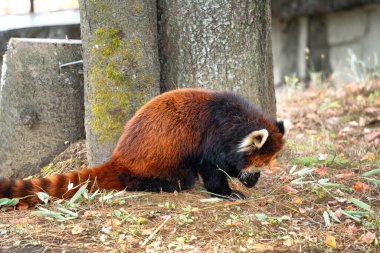 Japonya 'da bir hayvanat bahçesinde ağaç dalı, ahşap ev ve çimlerle yaşayan sevimli kırmızı panda..