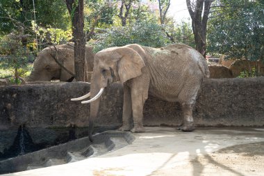 Japonya 'da bir hayvanat bahçesinde yaşayan şirin bir fil. Ağaç, orman ve zemin de var..