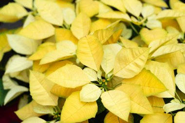 Colorful beautiful poinsettia plant for Christmas holiday, macro shot photo. clipart