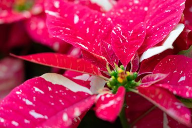 Colorful beautiful poinsettia plant for Christmas holiday, macro shot photo. clipart