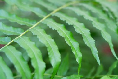 Fern leaf plant detail, macro shot photo. clipart