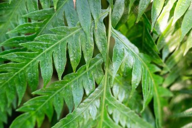 Fern leaf plant detail, macro shot photo. clipart