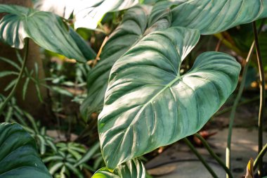 Tropik canavar yaprağı bitkisi detayı, makro çekim fotoğrafı..
