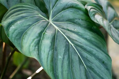 Tropik canavar yaprağı bitkisi detayı, makro çekim fotoğrafı..