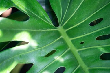 Tropical monstera leaf plant detail, macro shot photo. clipart