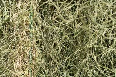 Tillandsia, hava bitkisi yaprağı detayı, makro çekim fotoğrafı.