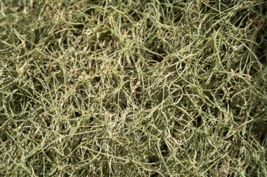 Tillandsia, hava bitkisi yaprağı detayı, makro çekim fotoğrafı.