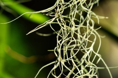 Tillandsia, hava bitkisi yaprağı detayı, makro çekim fotoğrafı.