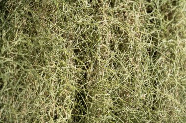 Tillandsia, hava bitkisi yaprağı detayı, makro çekim fotoğrafı.