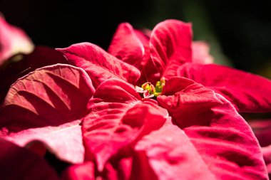 Colorful beautiful poinsettia plant for Christmas holiday, macro shot photo. clipart