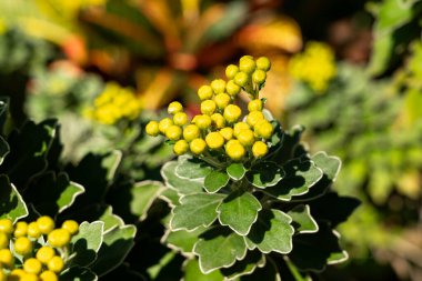 Açılmamış Chrysanthemum Pacificum tomurcuklarının parlak güneş ışığı altında parlak yeşil yaprakları ile yakın plan çekimi.