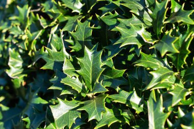 Osmanthus 'un ışıltılı, kutsal yaprakları Heterofilos' un sıcacık, doğal güneş ışığının tadını çıkarıyor..
