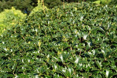 Osmanthus 'un ışıltılı, kutsal yaprakları Heterofilos' un sıcacık, doğal güneş ışığının tadını çıkarıyor..