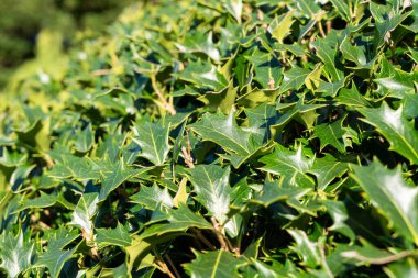 Osmanthus 'un ışıltılı, kutsal yaprakları Heterofilos' un sıcacık, doğal güneş ışığının tadını çıkarıyor..