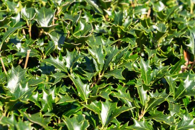 Osmanthus 'un ışıltılı, kutsal yaprakları Heterofilos' un sıcacık, doğal güneş ışığının tadını çıkarıyor..