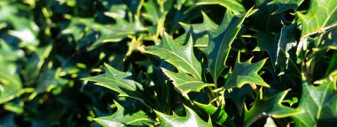 Osmanthus 'un ışıltılı, kutsal yaprakları Heterofilos' un sıcacık, doğal güneş ışığının tadını çıkarıyor..