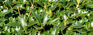 Osmanthus 'un ışıltılı, kutsal yaprakları Heterofilos' un sıcacık, doğal güneş ışığının tadını çıkarıyor..