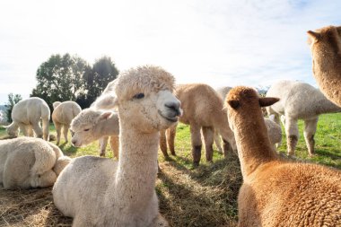 Güneşli bir çayırda doğal yeşil çayırlarda otlayan sevimli alpakalar..