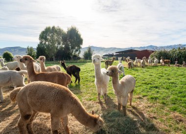Güneşli bir çayırda doğal yeşil çayırlarda otlayan sevimli alpakalar..