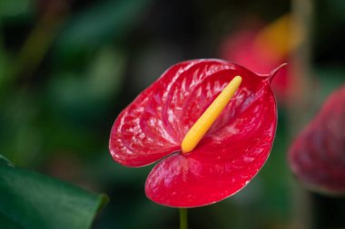 Parlak yeşil yapraklı canlı kırmızı bir Anthurium 'un yakın çekimi