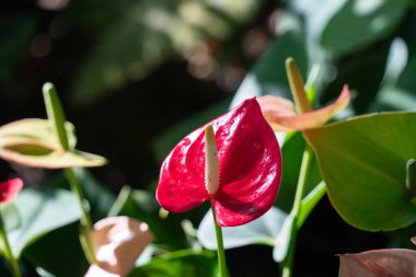 Parlak yeşil yapraklı canlı kırmızı bir Anthurium 'un yakın çekimi