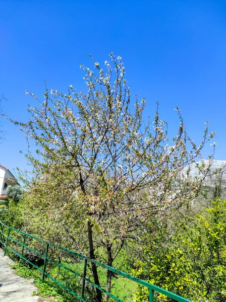 Single cherry tree. One blooming cherry tree in the spring on the background of the garden
