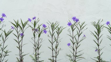 Beyaz bir duvarın önünde bir sıra mor çiçek..